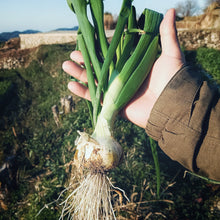 画像をギャラリービューアに読み込む, 葉付き玉ねぎ2kg（予約受付中）1月末から順次発送致します。
