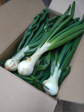 画像をギャラリービューアに読み込む, 葉付き玉ねぎ2kg（予約受付中）1月末から順次発送致します。

