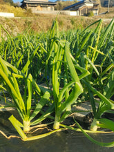 画像をギャラリービューアに読み込む, 新玉ねぎ2kg（予約受付中）2月から順次発送致します。
