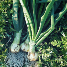 画像をギャラリービューアに読み込む, 葉付き玉ねぎ2kg（予約受付中）1月末から順次発送致します。
